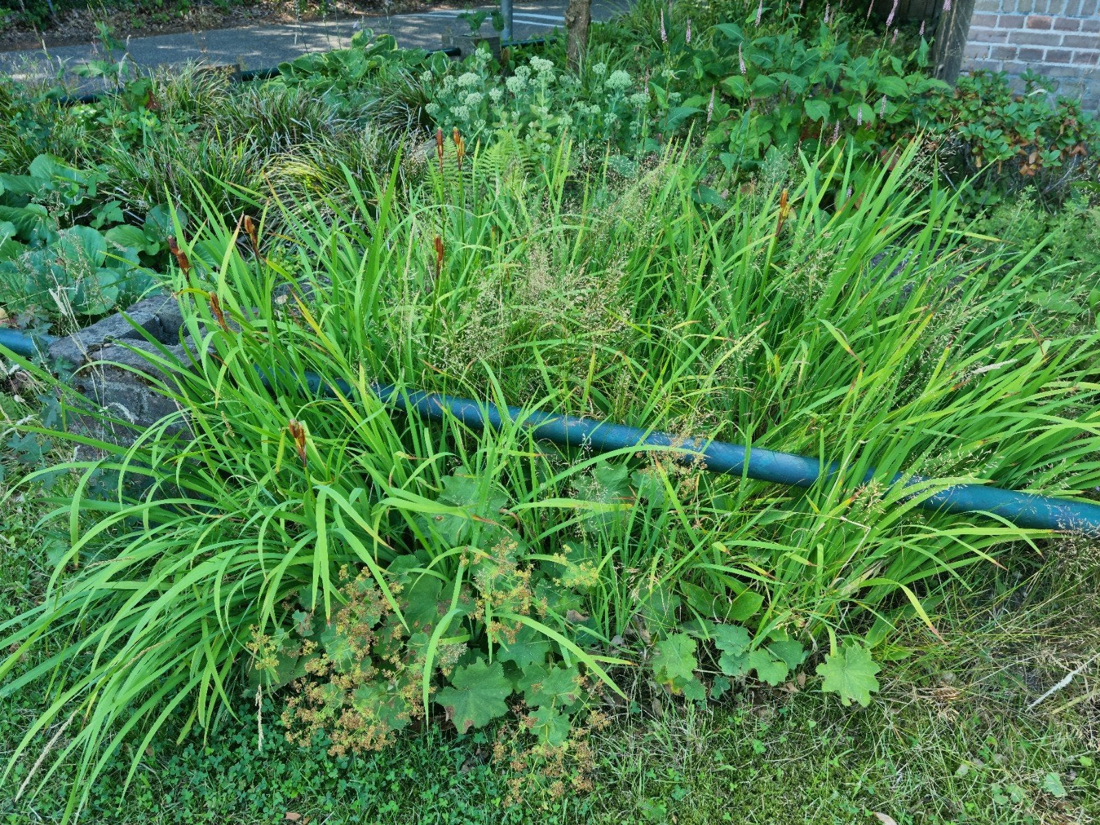 Werkelijk prachtige paarse iris lis - blauwe iris lis, Volle zon, Vaste plant, Zomer, Ophalen