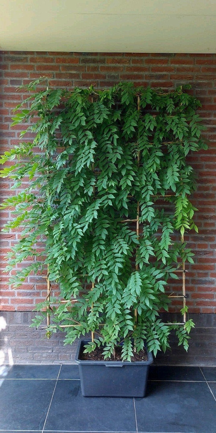 Prachtige Wisteria  blauwe regen op bamboe rek, Tuin en Terras, Planten | Tuinplanten, Ophalen