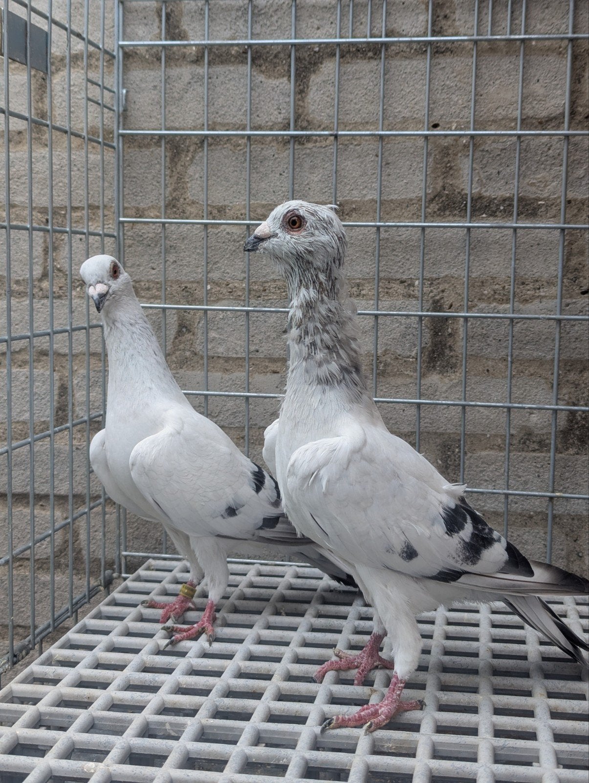 Syrische koppel, Meerdere dieren, Overige soorten