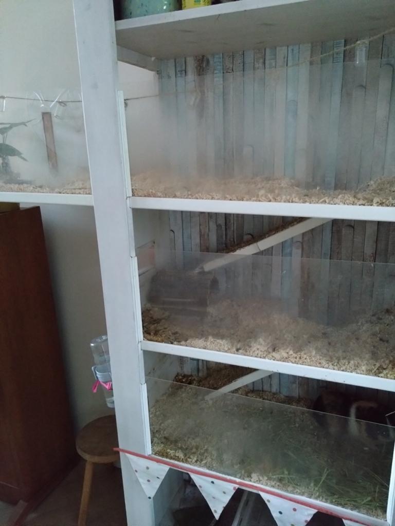 Caviahok/flat, Ophalen, 90 cm of meer, Hok, Cavia