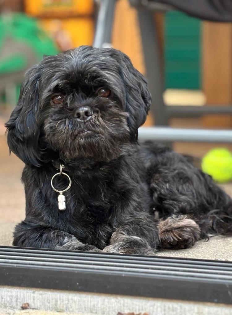 Dekreu, Dieren en Toebehoren, Honden | Dekreuen, Reu, Particulier, Eén hond, Nederland, 3 tot 5 jaar, CDV (hondenziekte), HCC (leverziekte)