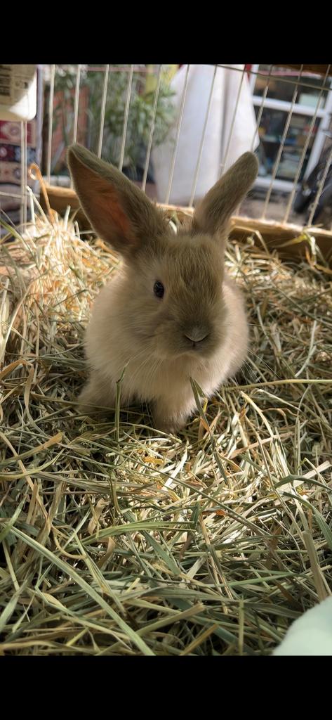 Tamme baby konijntjes!, Dieren en Toebehoren, Konijnen, Meerdere dieren, Dwerg