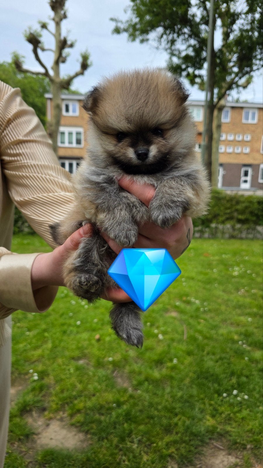 Pomeriaan pups 1mei geboren, Overige rassen, 8 tot 15 weken, Meerdere, Meerdere dieren