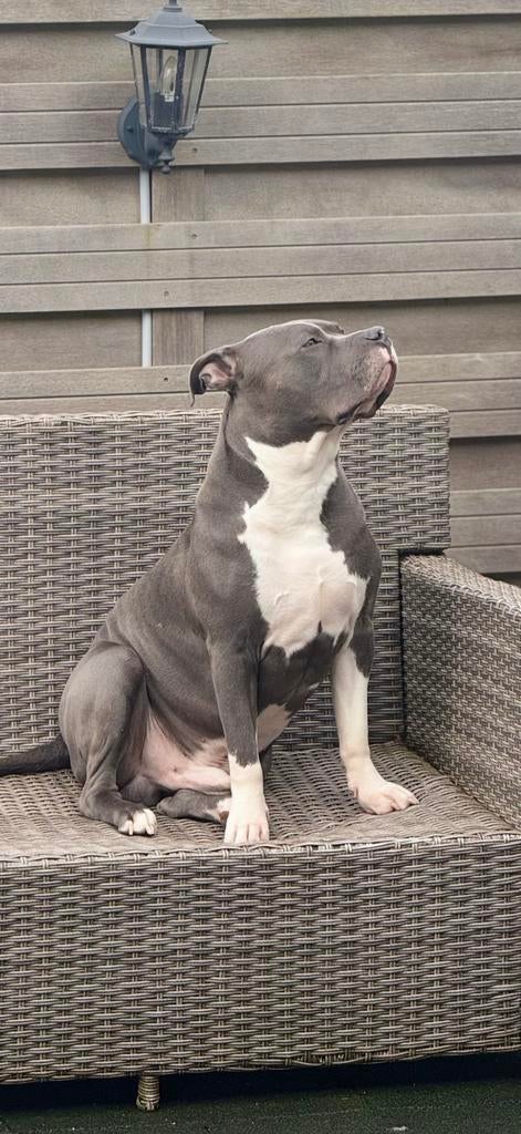 American Bully XL, Dieren en Toebehoren, Honden | Dekreuen, Reu, 1 tot 2 jaar, Parvo, Eén hond