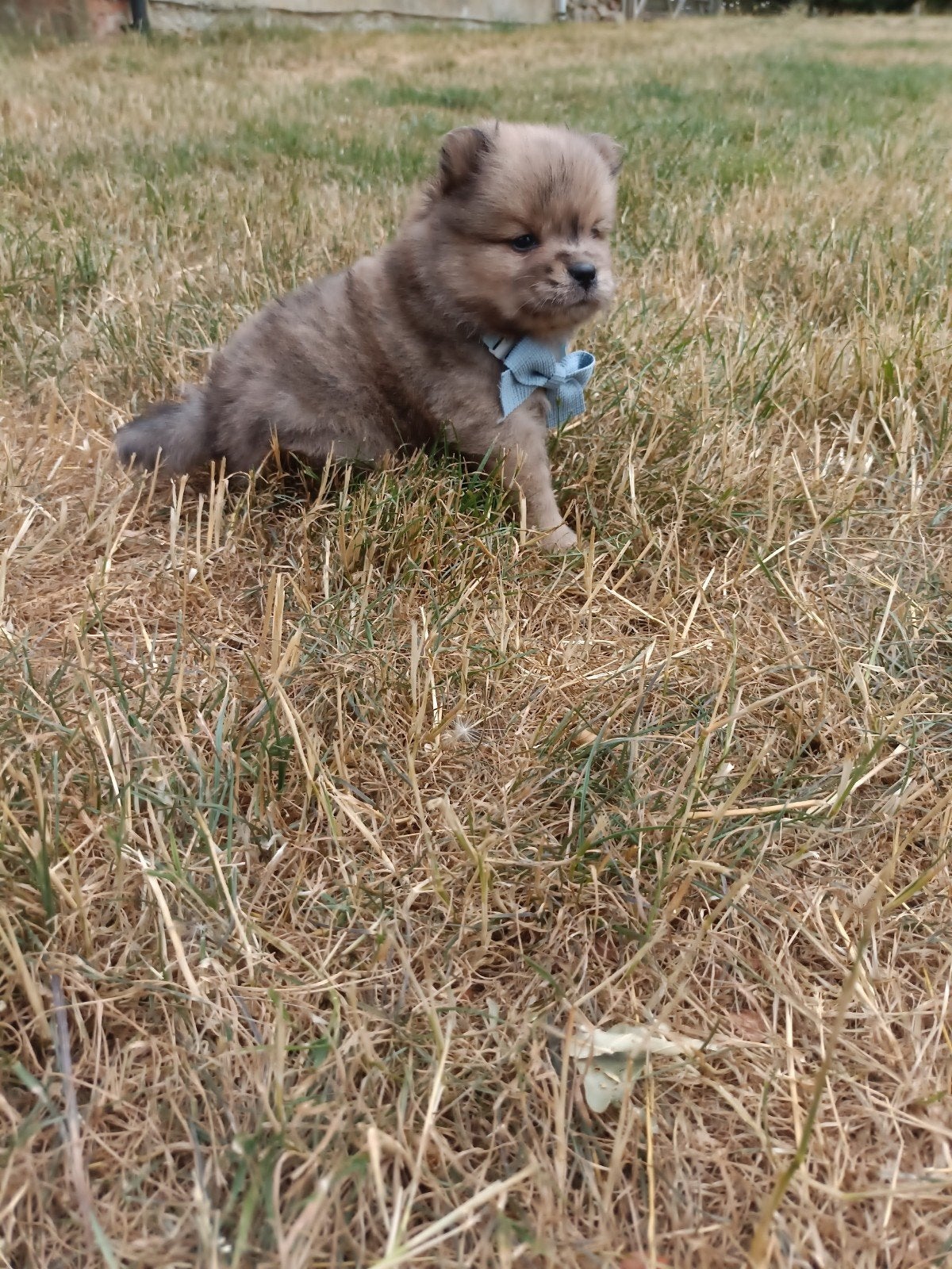 Mini chow chows micro chows, Fokker | Hobbymatig, Keeshond, 15 weken tot 1 jaar, Buitenland