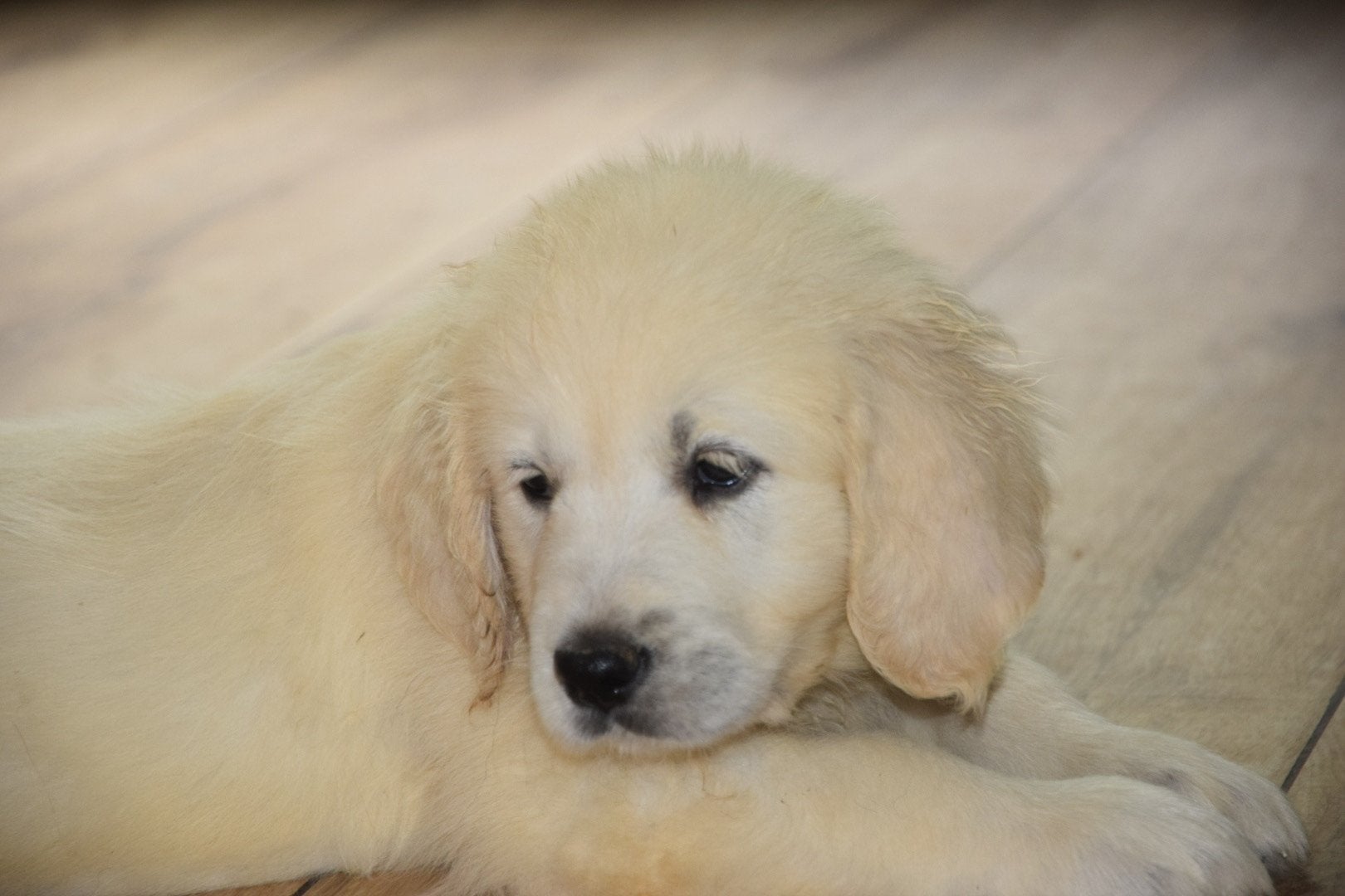 Golden retriever pups, Dieren en Toebehoren, Honden | Retrievers, Spaniëls en Waterhonden, 8 tot 15 weken, Meerdere, Meerdere dieren