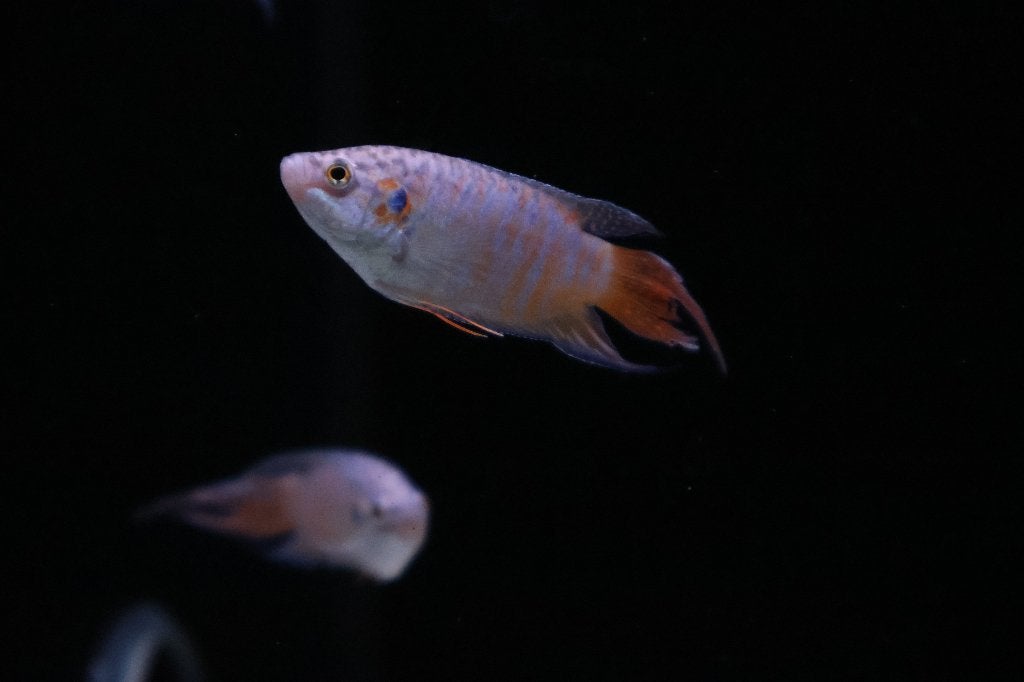 Blauwe Paradijsvis (Macropodus opercularis), Vis, Zoetwatervis