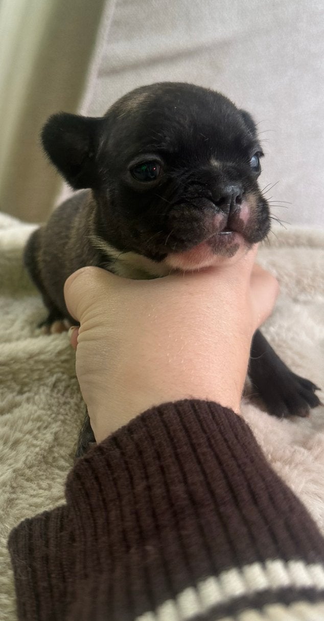 Franse bulldog pups, CDV (hondenziekte), 8 tot 15 weken, Bulldog, Meerdere