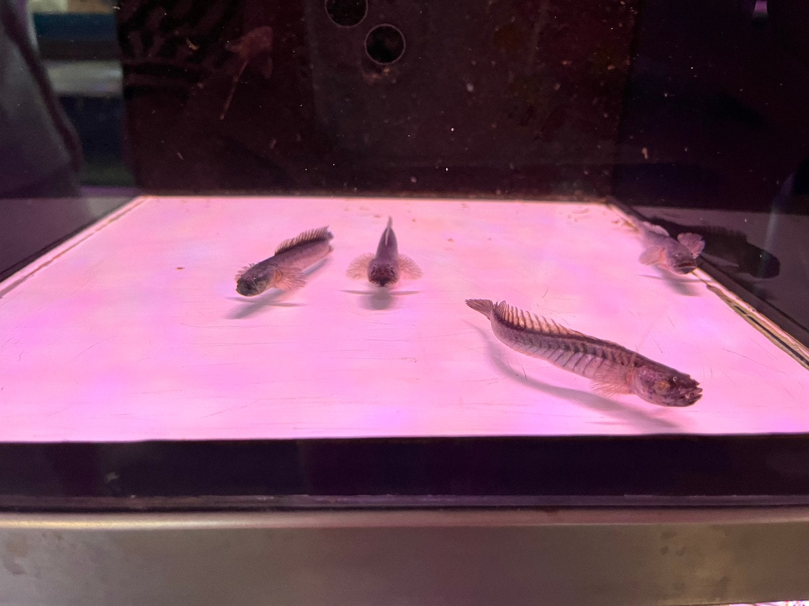 Drakenkop goby, Vis