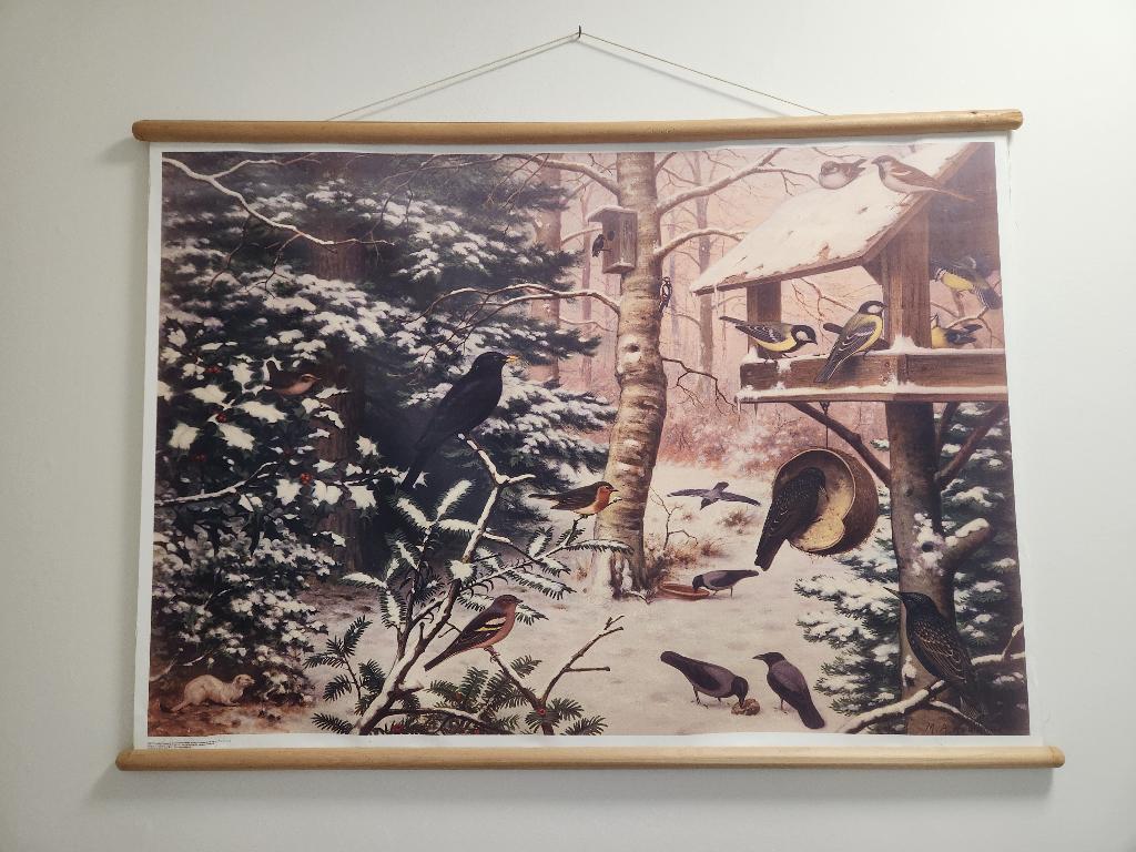Schoolplaat Noordhoff winter vogels, Ophalen, 50 tot 75 cm, Zo goed als nieuw, Schilderij