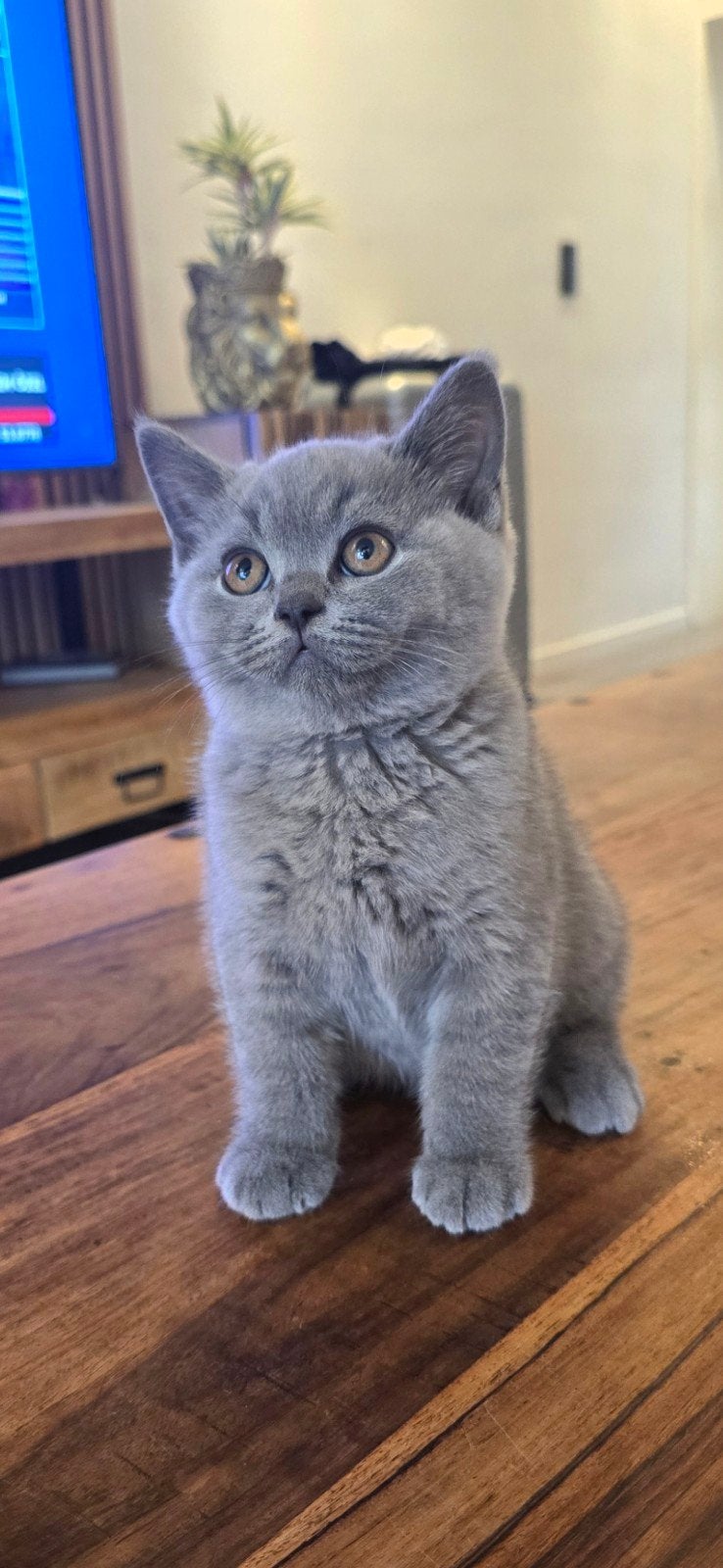 Britse korthaar, Dieren en Toebehoren, Katten en Kittens | Raskatten | Korthaar, Kater, 0 tot 2 jaar