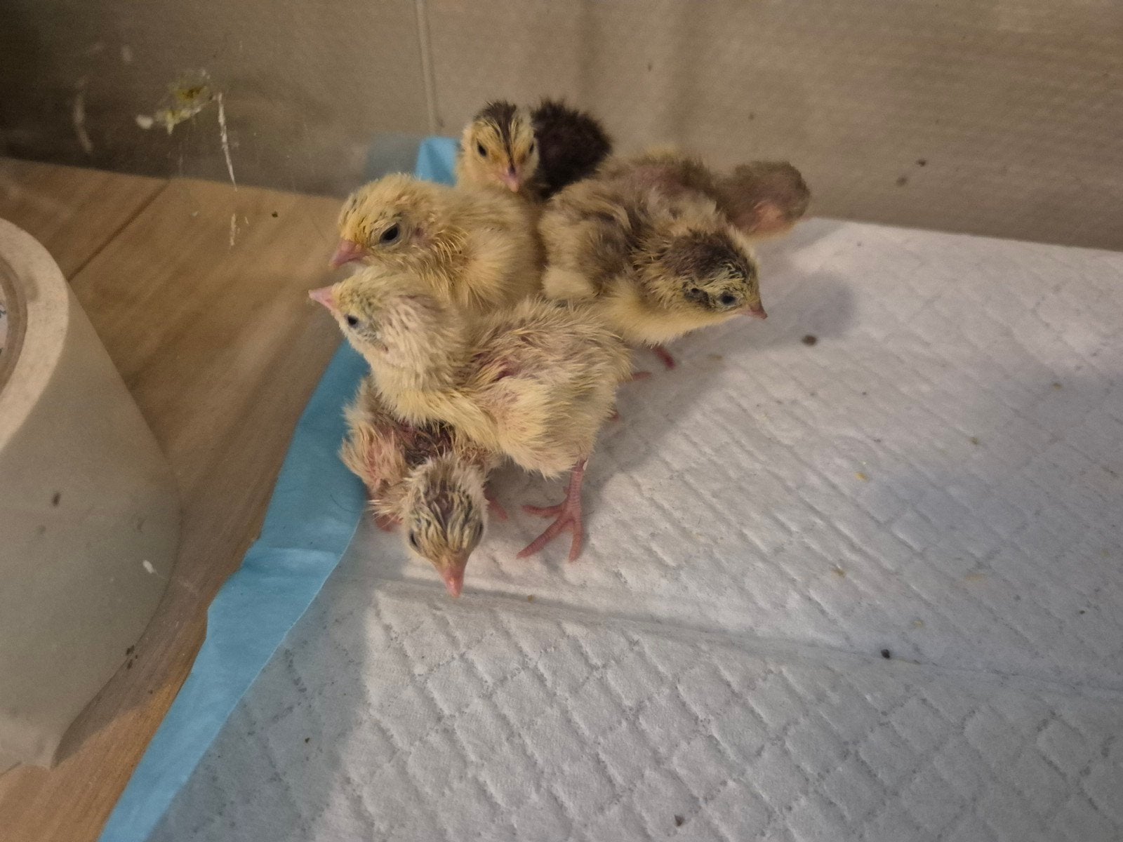 Jonge Coturnix kwartels, Dieren en Toebehoren, Pluimvee, Meerdere dieren