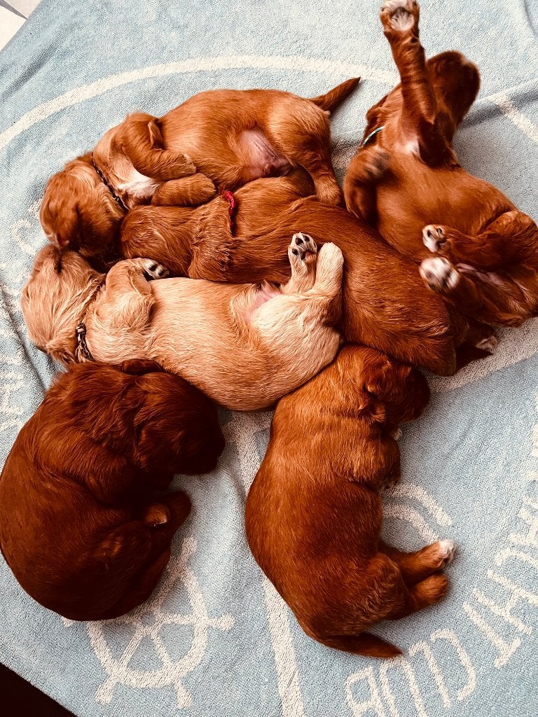 Prachtige Australian Labradoodles puppy's in medium formaat, Dieren en Toebehoren, Honden | Retrievers, Spaniëls en Waterhonden
