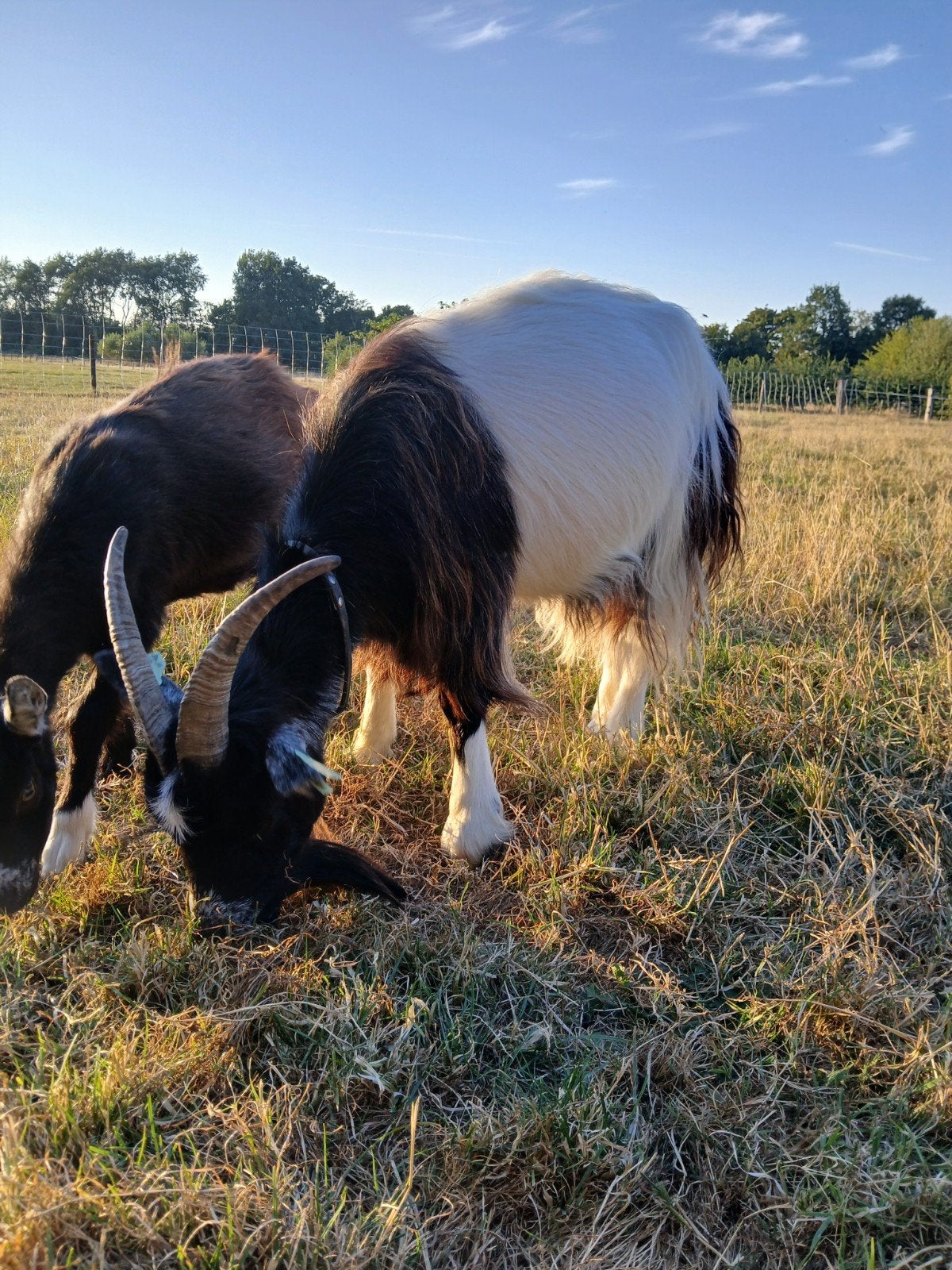 Mooie landgeit, Vrouwelijk, Geit, 3 tot 5 jaar
