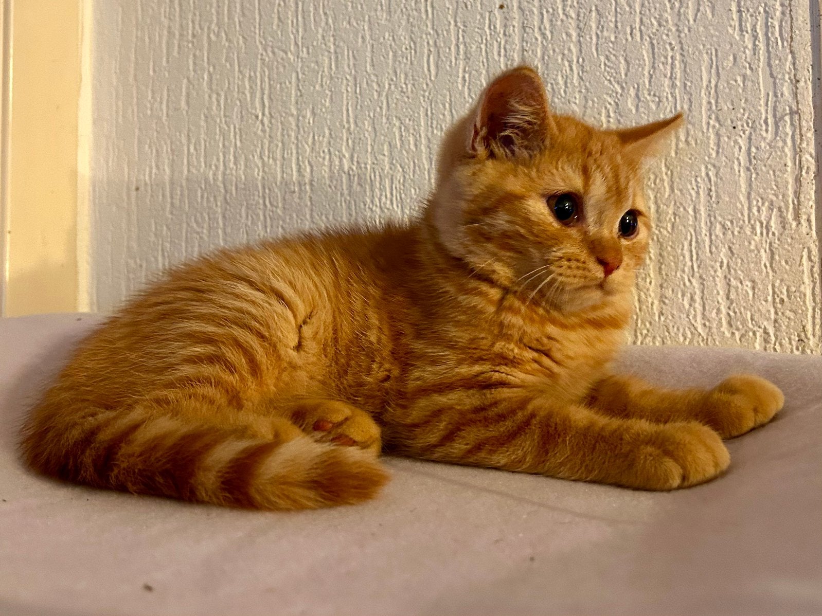 Brits Korthaar kittens Met stamboom in diverse Kleuren, Meerdere dieren, Met stamboom, 0 tot 2 jaar