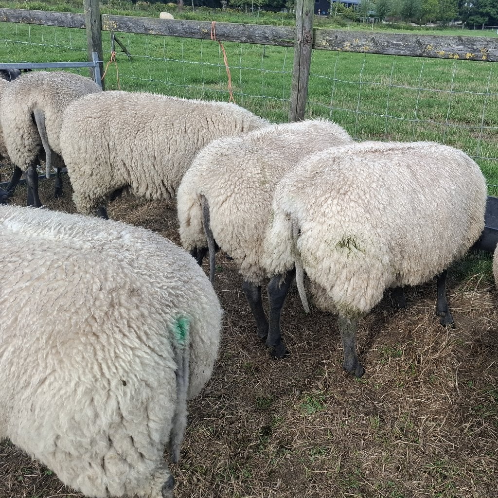 Stamboek ramlammeren Bleu du Maine voor de fokkerij, Mannelijk, Schaap, 0 tot 2 jaar