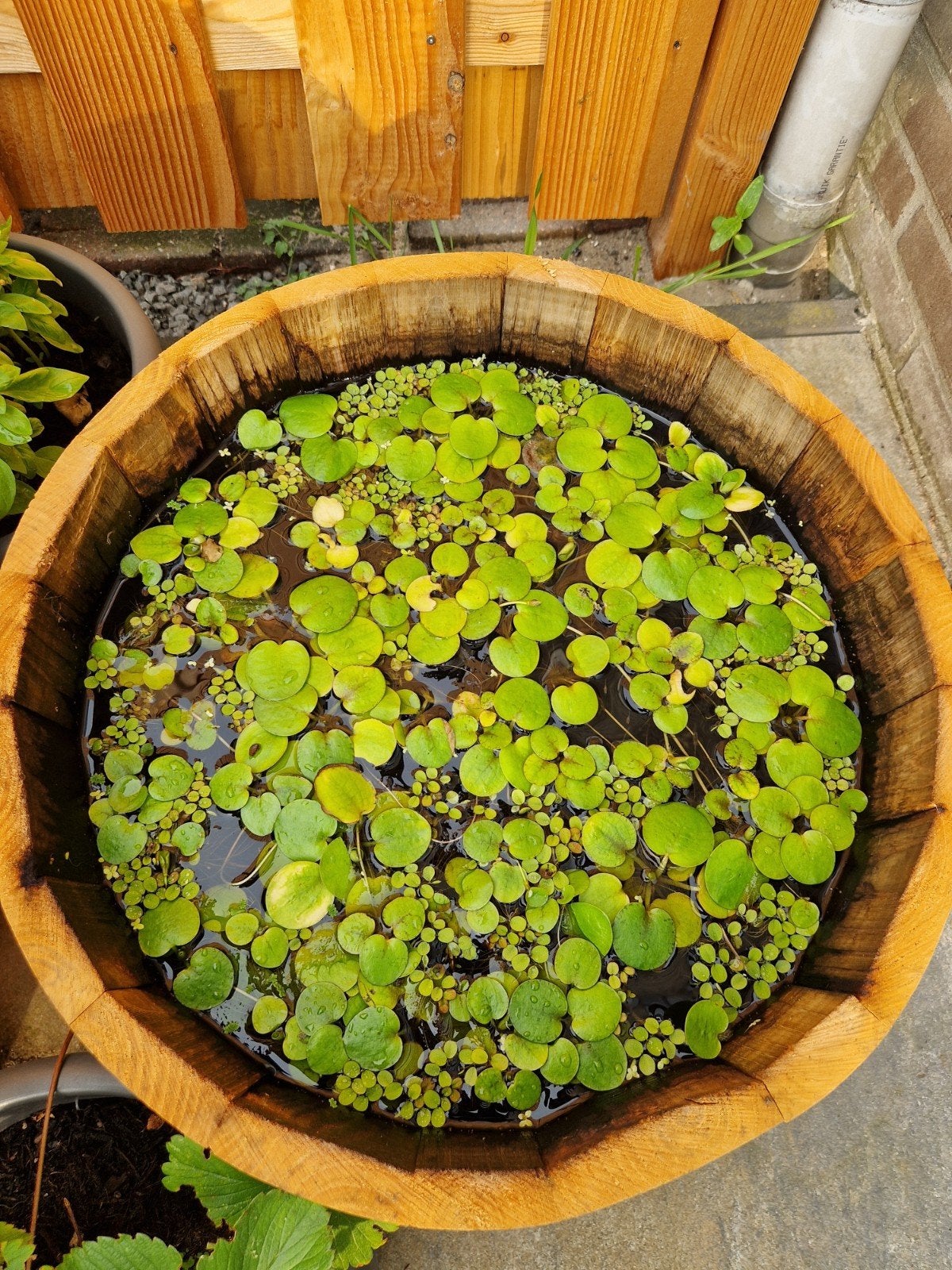 Drijfplanten, Tuin en Terras, Ophalen