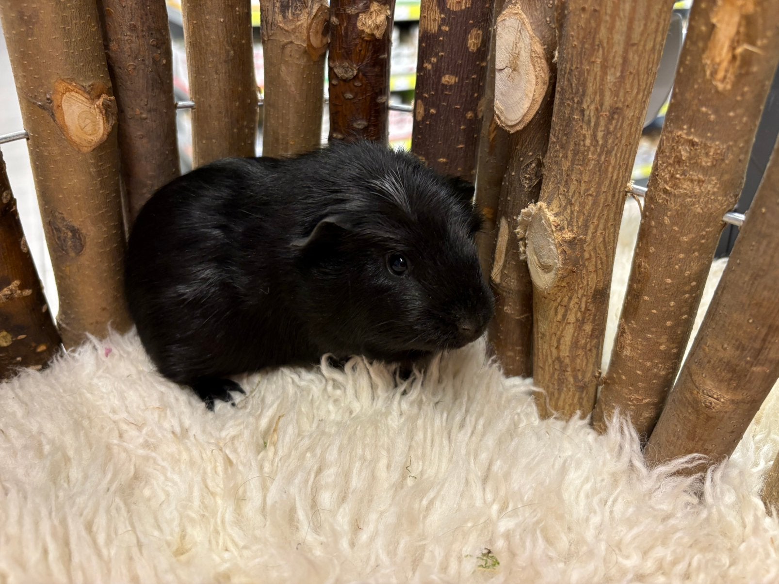 Jonge tamme CAVIA ZEUGJES ( van zorgboerderij), Dieren en Toebehoren, Knaagdieren, Cavia, Vrouwelijk, Mei, Tam