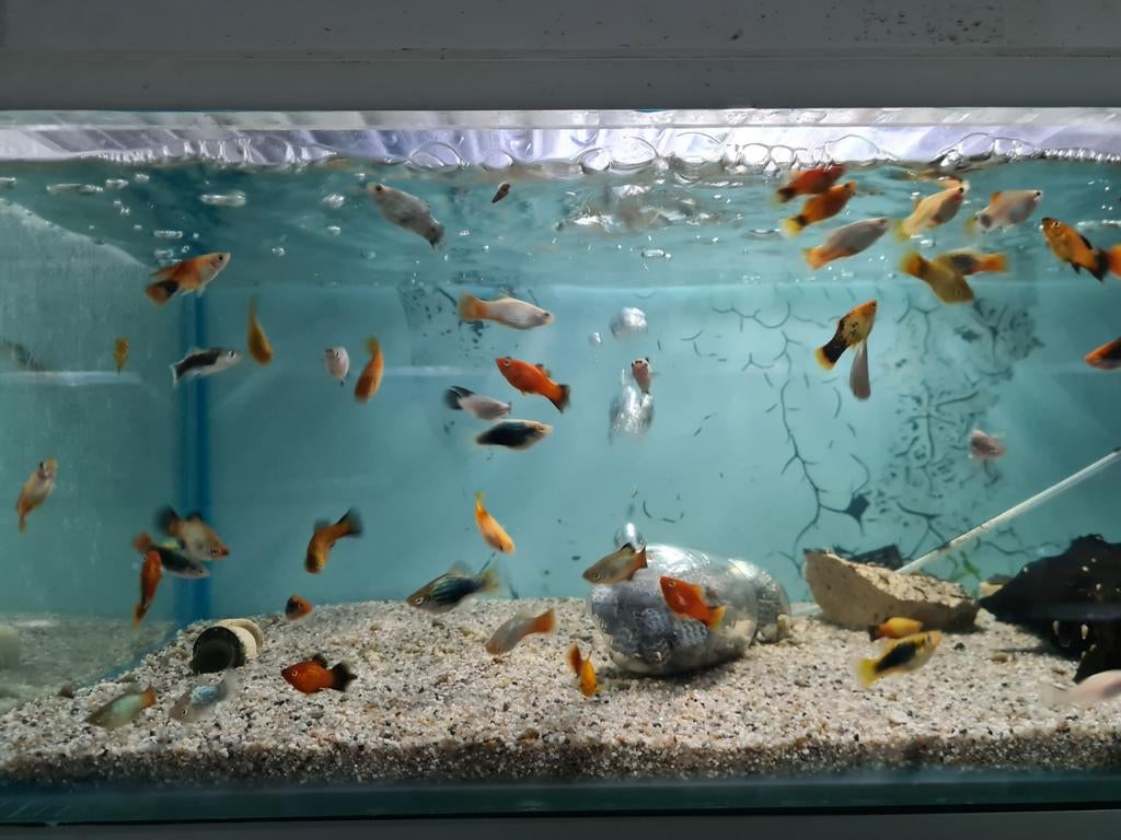 Platy, Xiphophorus Maculatus, Platy's, Vis, Zoetwatervis