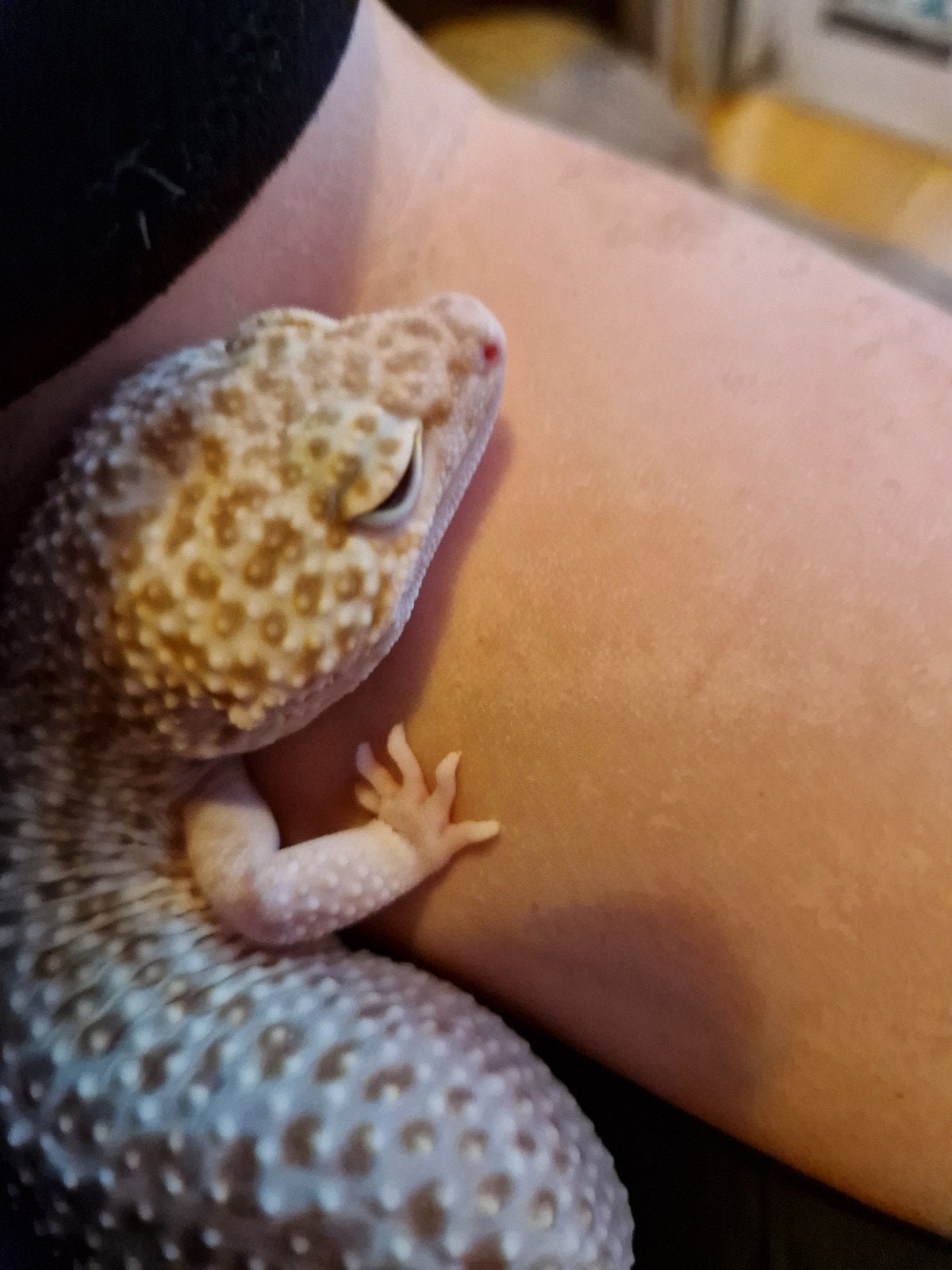 luipaardgekko Leopard Gecko photo 3