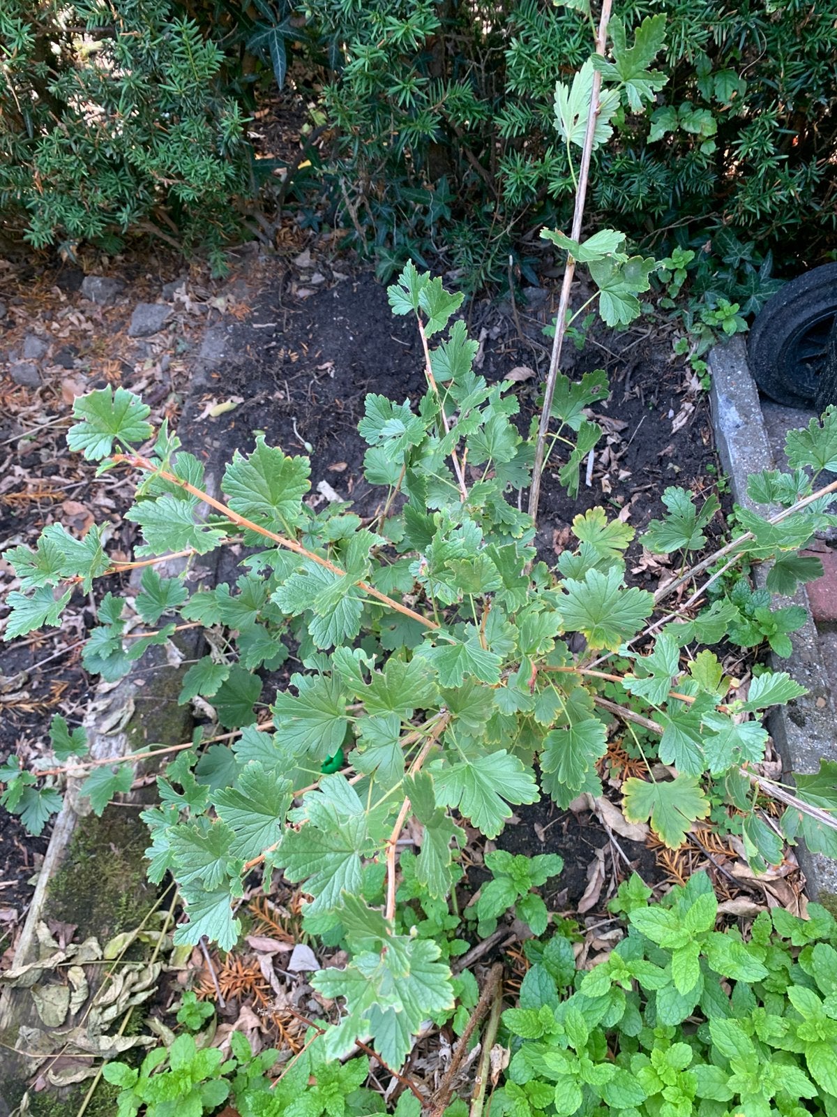 Kruisbes struikje, Ophalen, Minder dan 100 cm, Overige soorten, Lente