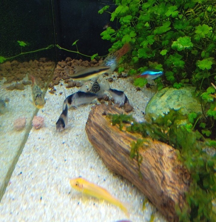 corydoras duplicareus, Vis