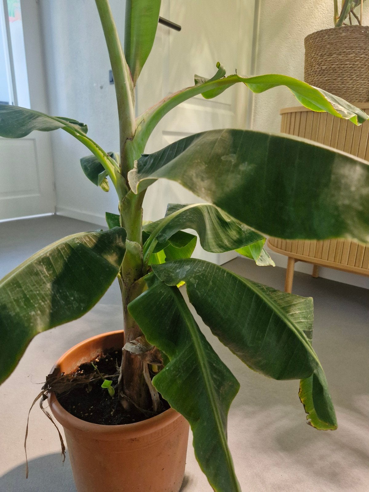 Musa Dwarf Cavendish - Dwergbanaan, Ophalen, 100 tot 150 cm, Fruitplant, In pot