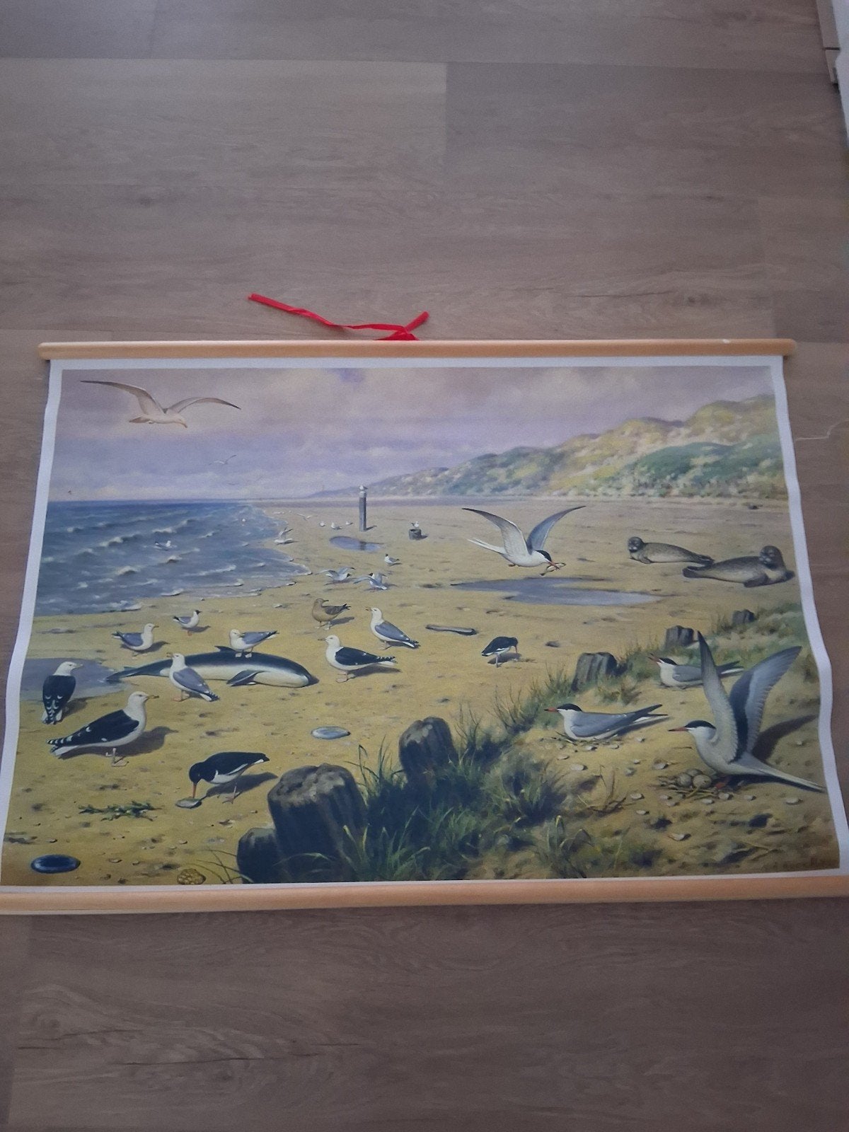 schoolplaat koekoek, Antiek en Kunst, Ophalen of Verzenden, Natuur en Biologie