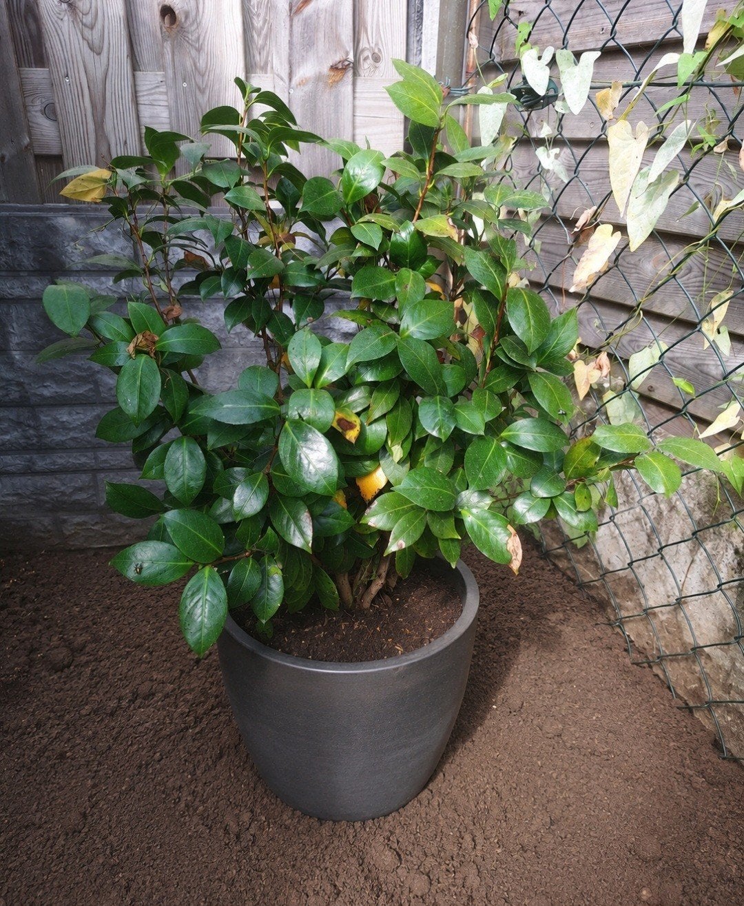 Witte rozenstruik, Tuin en Terras, Overige soorten, Volle zon, Vaste plant, Ophalen of Verzenden