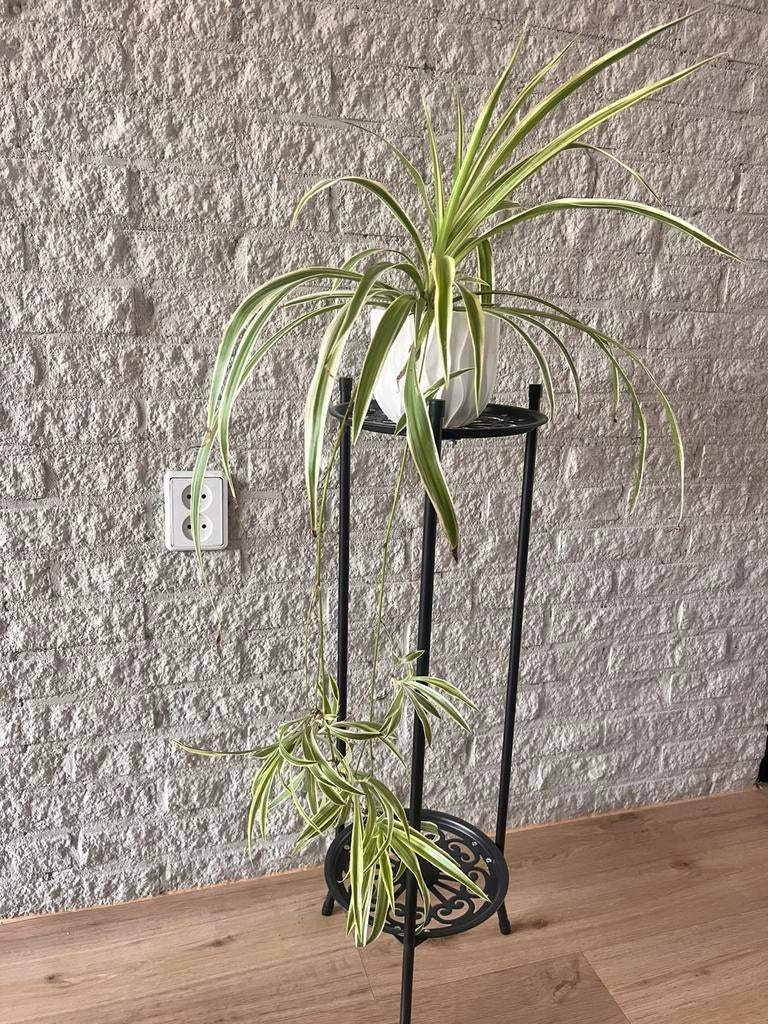 Mooie hangplant / kamerplant inclusief pot – €12, Ophalen of Verzenden, Halfschaduw, Minder dan 100 cm