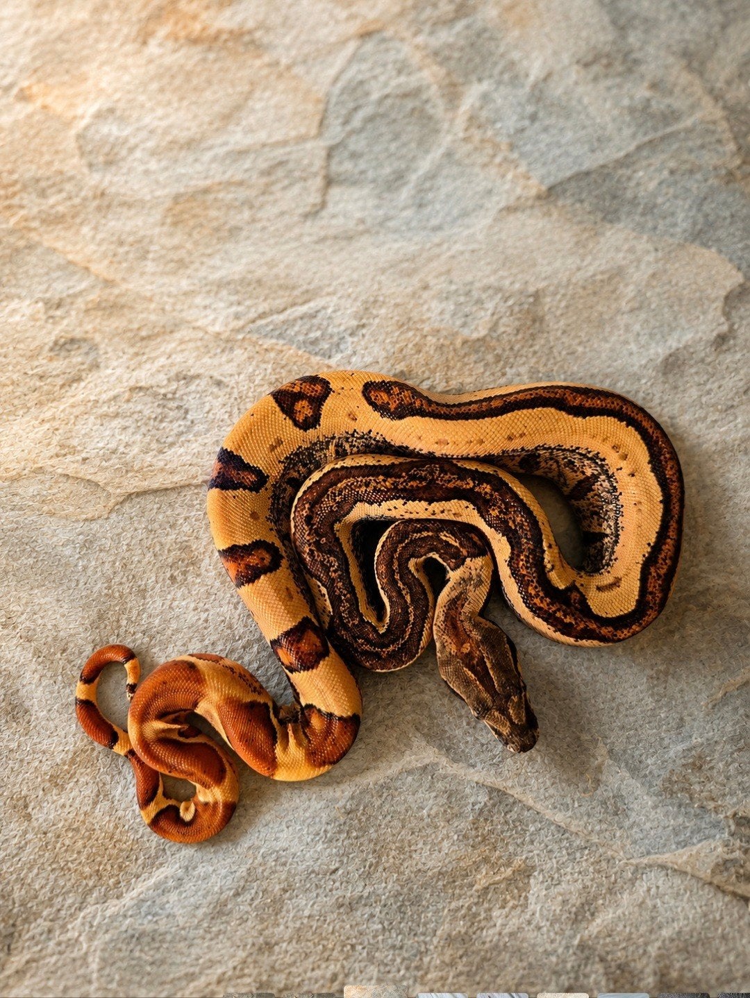 Schitterend Boa Constrictor Boa Constrictor photo 2