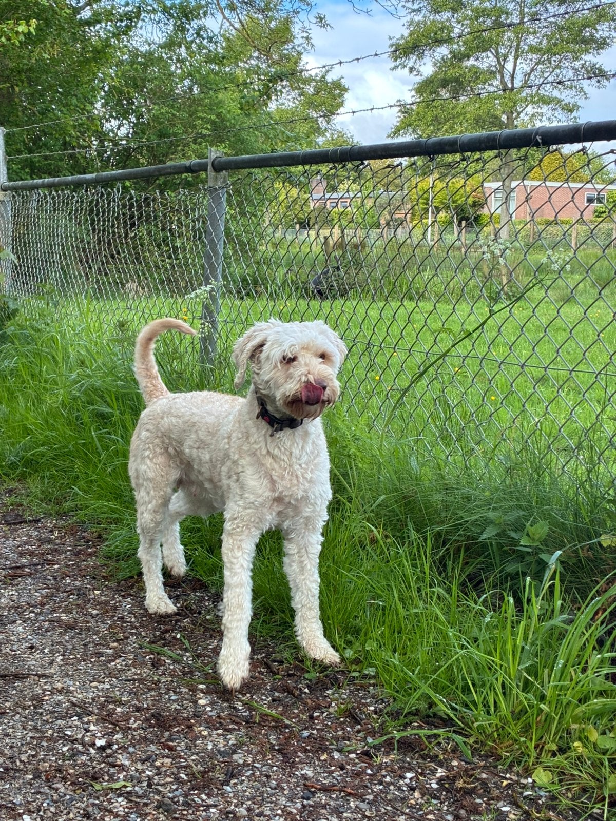 Australian Labradoedel Hind zoekt haar gouden mandje, Rabiës (hondsdolheid), Overige rassen, Teef, Eén hond
