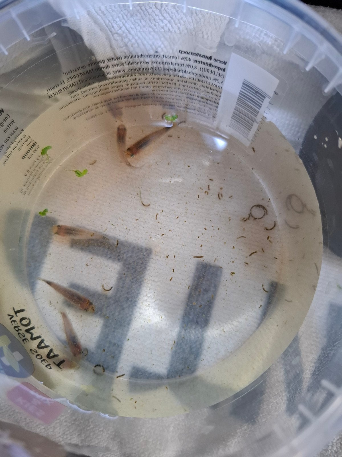 6 blauwe Platys, Dieren en Toebehoren, Vissen | Aquariumvissen, Kreeft, Krab of Garnaal