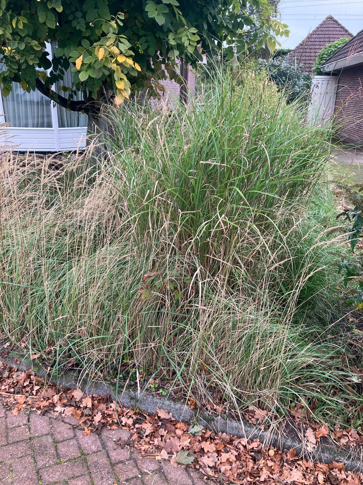 Siergras voor tuin of border, Ophalen, Volle zon, Vaste plant, Siergrassen
