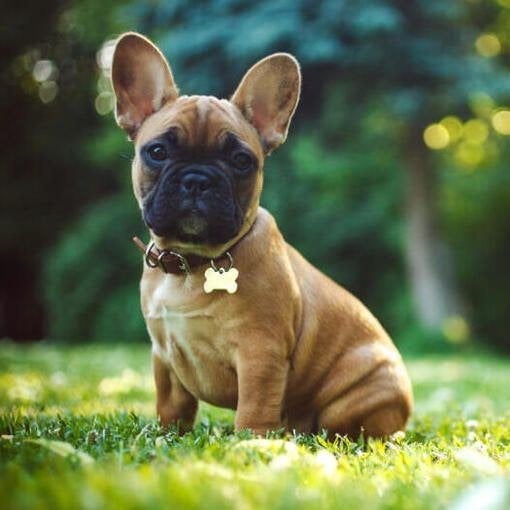 Gezocht Fawn teefje, vanaf september., Dieren en Toebehoren, 8 tot 15 weken, Teef, Parvo, Bulldog