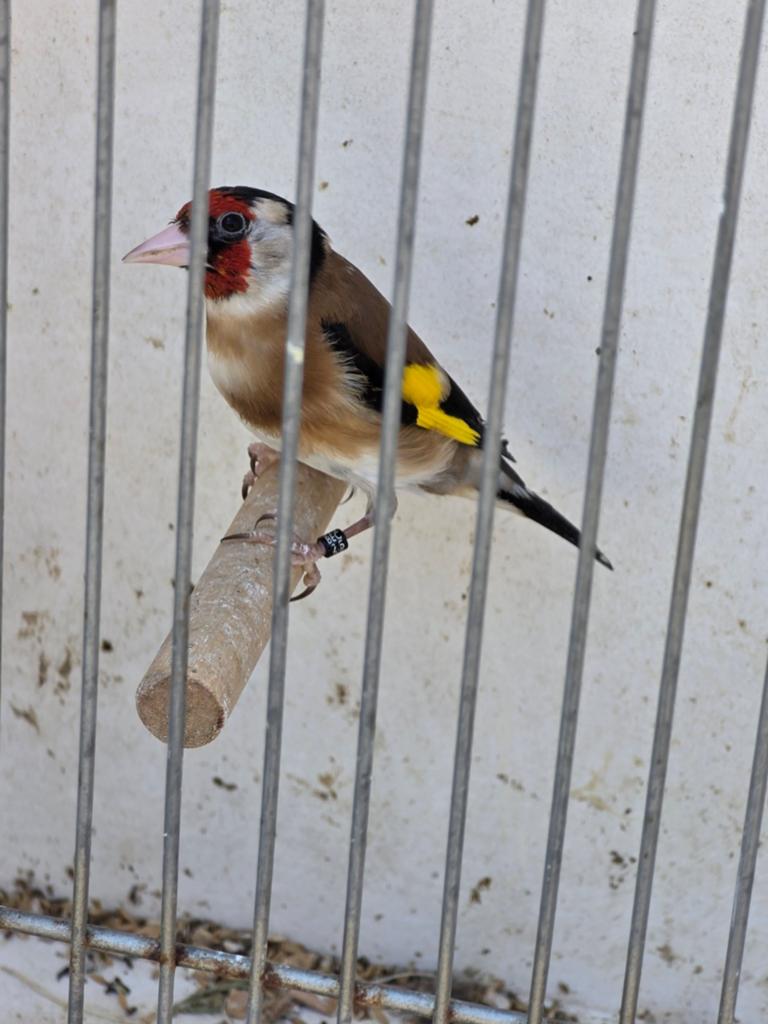 2 heel mooi parva helaas de popen ze ging dood, Dieren en Toebehoren, Vogels | Kanaries