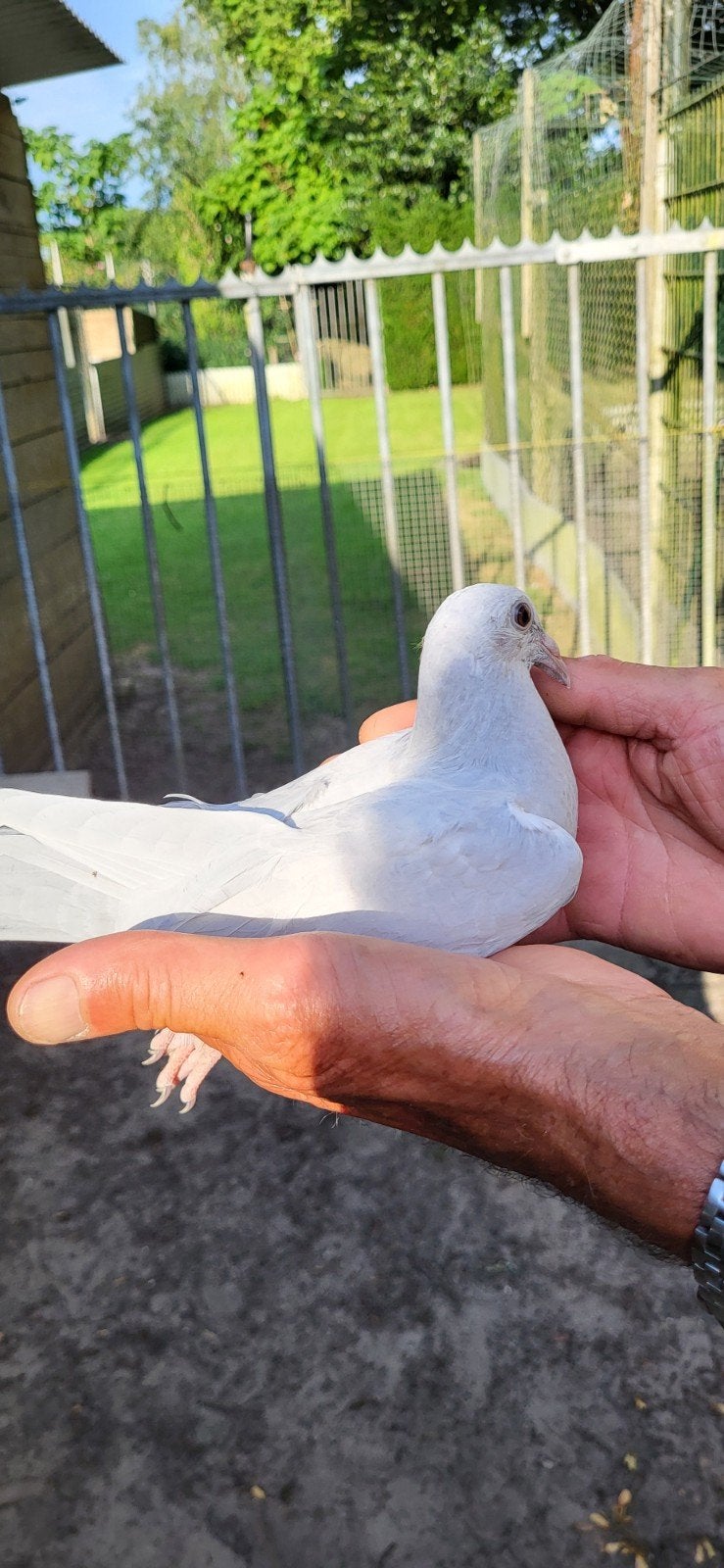 Kleurpostduiven poederblauw, Dieren en Toebehoren, Vogels | Duiven, Meerdere dieren, Postduif
