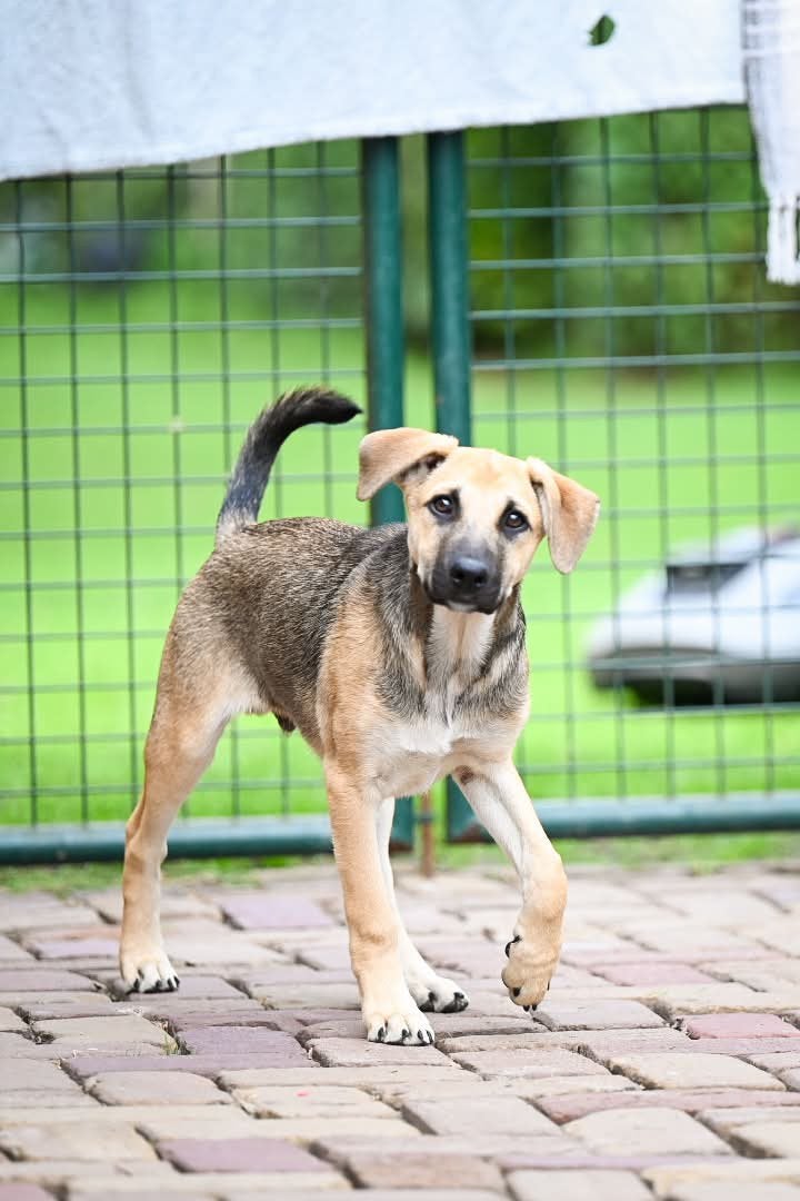 Flint, medium pup reutje 4 maanden, Particulier, 15 weken tot 1 jaar, Reu, Buitenland