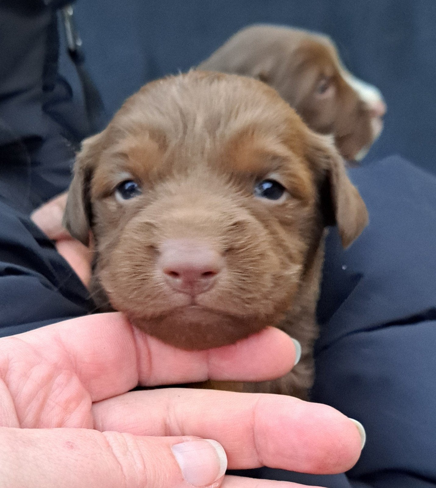 Labrador x Kooiker kruizing, 8 tot 15 weken, Meerdere, Meerdere dieren, CDV (hondenziekte)