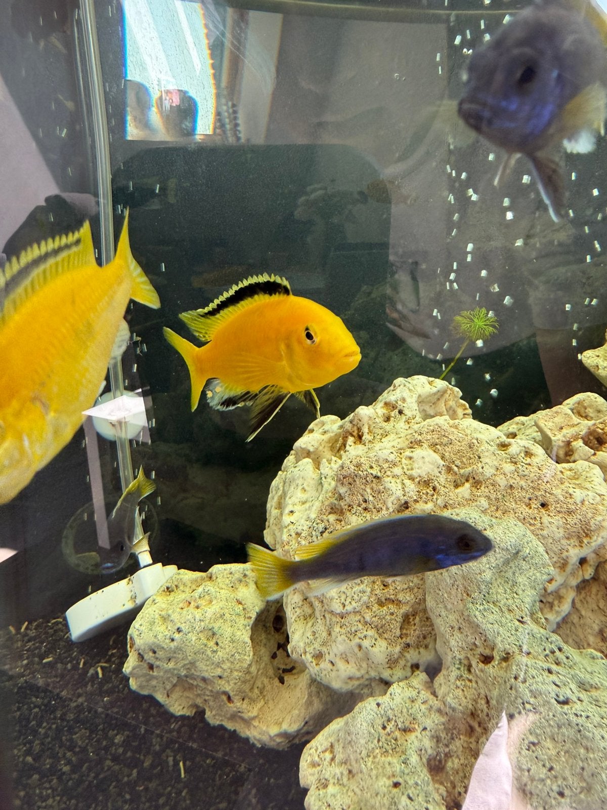 Labidochromis Caeruleus Yellow malawi cichlide gele jong, Vis