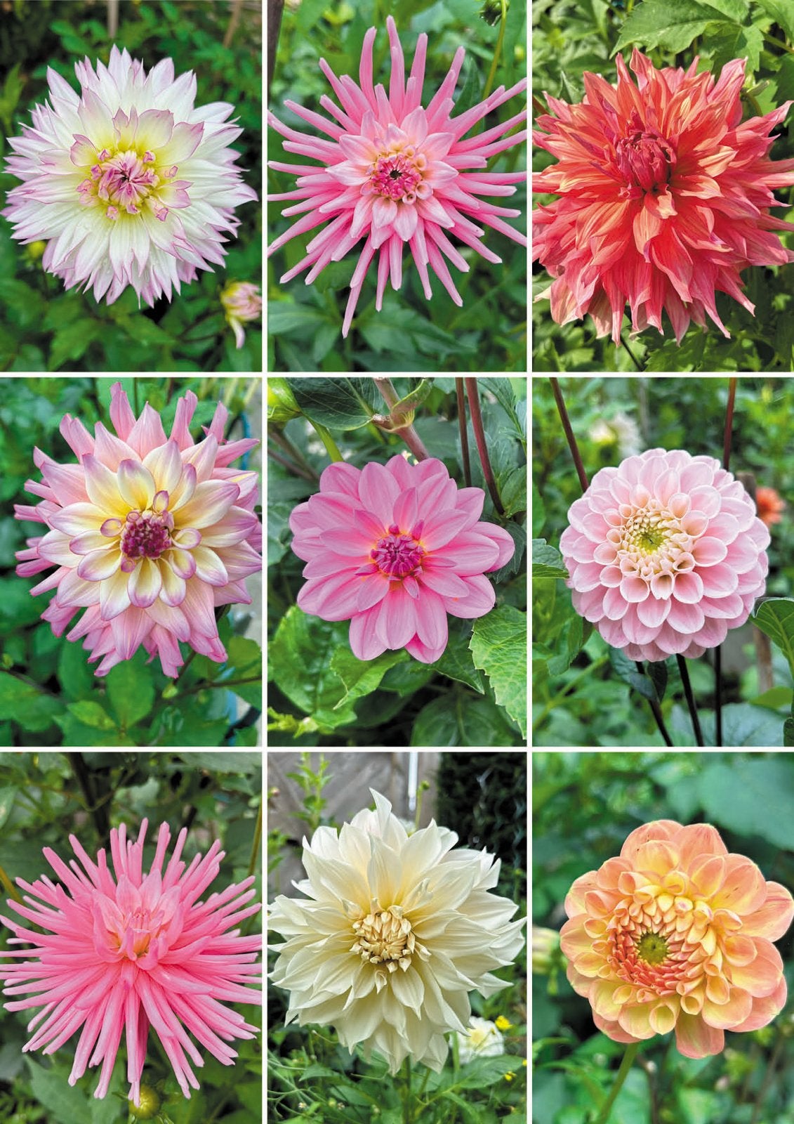 Dahlia planten, Tuin en Terras, Ophalen, Overige soorten, Volle zon