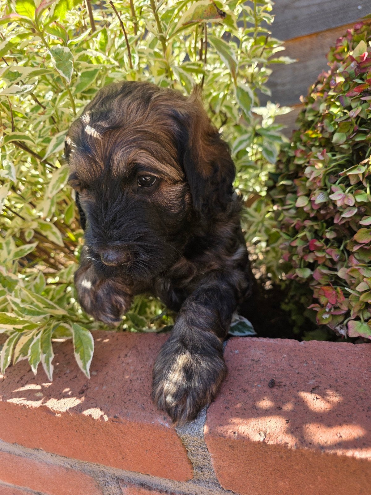NOG ÉÉN ZELDZAME BRINDLE  labradoodle beschikbaar, 8 tot 15 weken, Meerdere, Meerdere dieren, CDV (hondenziekte)
