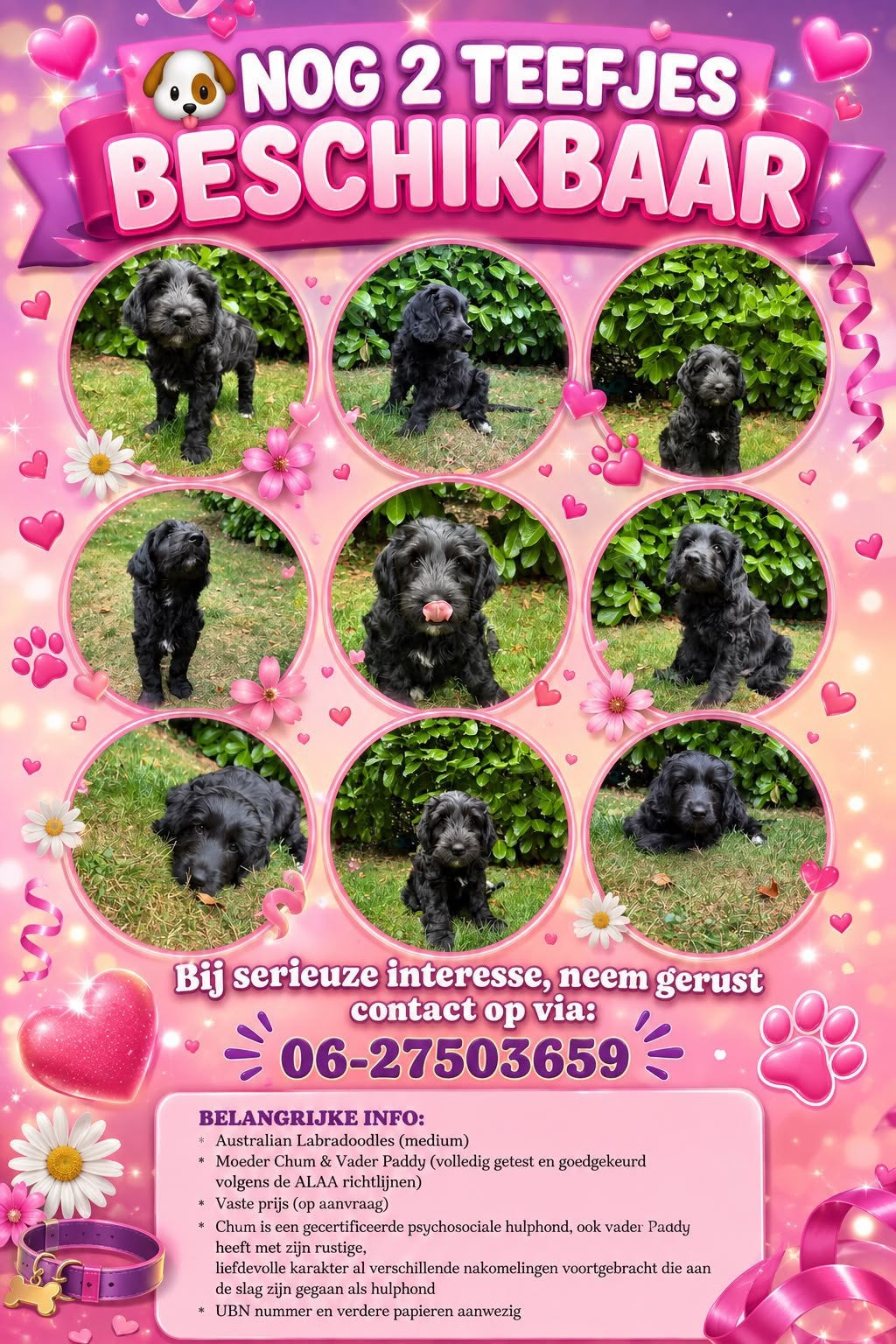 BESCHIKBAAR: Australian Doodle Puppy’s (medium), Parvo, 8 tot 15 weken, Teef, Meerdere