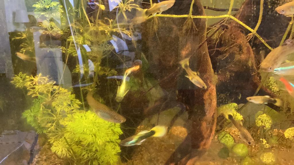 Baby guppy’s, Vis, Zoetwatervis, Schoolvis