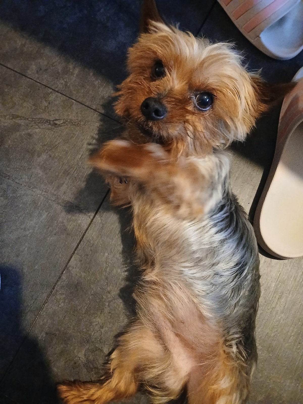York terrier, Dieren en Toebehoren, Honden | Chihuahua's en Gezelschapshonden, Parvo, Eén hond, 3 tot 5 jaar, Nederland