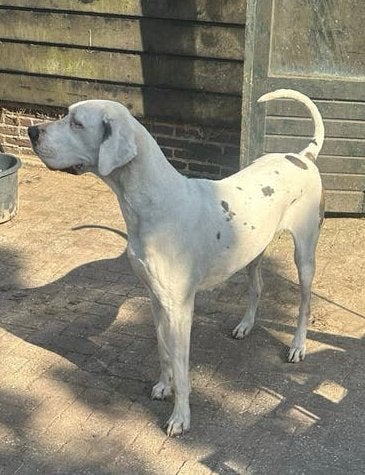 Duitse dog, Overige rassen, CDV (hondenziekte), Teef, Meerdere