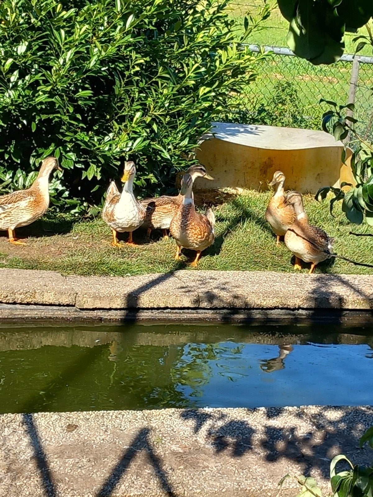 Jonge overbergse eenden, Meerdere dieren, Eend