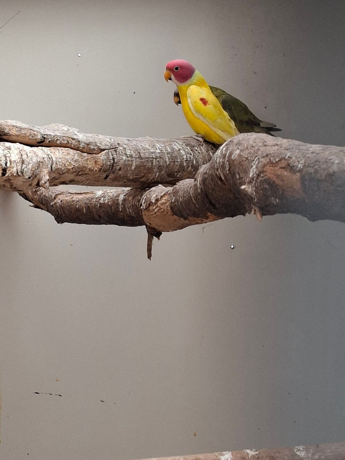 Koppel pruimenkop, Meerdere dieren, Parkiet