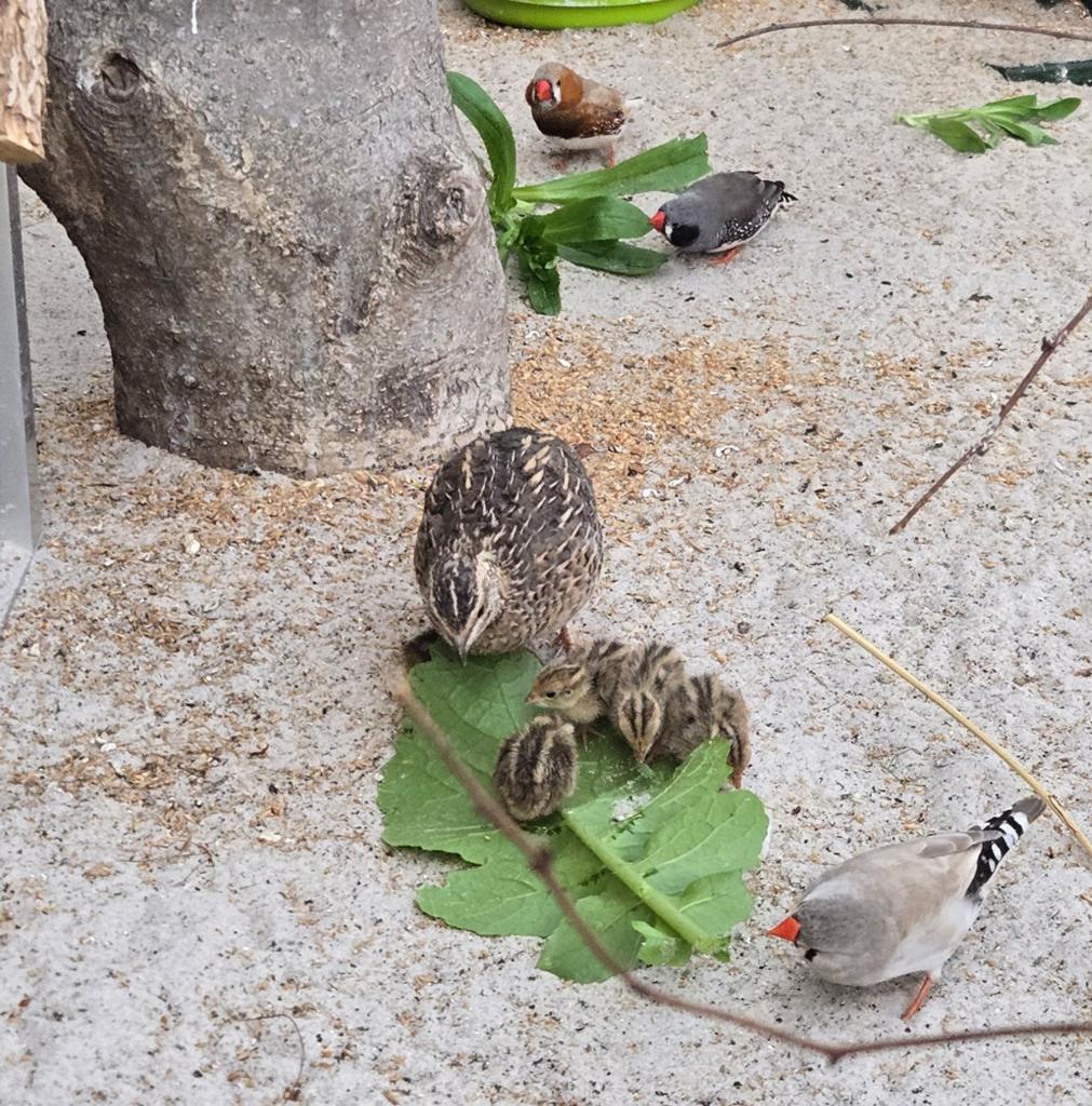Harlekijn kwartel kuikens natuurbroed, Dieren en Toebehoren, Geslacht onbekend, Tropenvogel