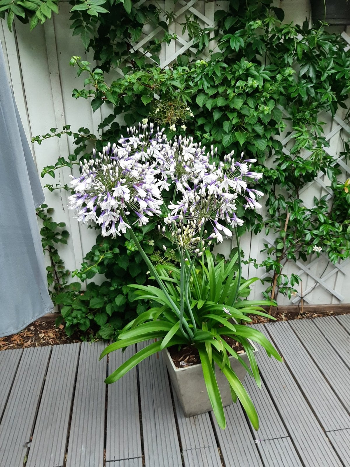 Agapanthus Fireworks in metalen pot, Volle zon, Vaste plant, Zomer, Ophalen